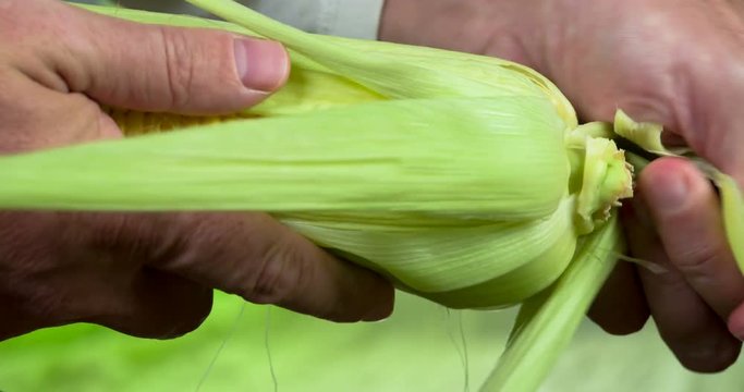 Checking the Quality of Corn Grains