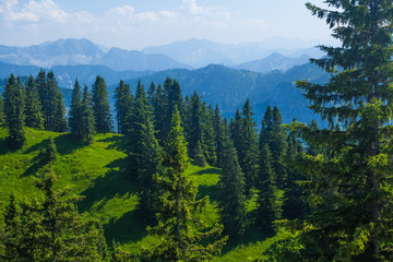 Green hills with pine trees and Alps on the horizon. Germany