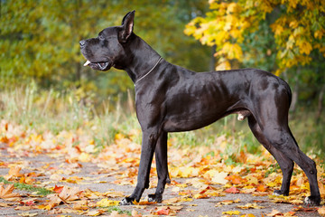 Black great dane dog