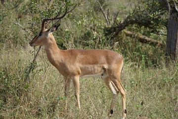 Naklejka na ściany i meble Impala Kruger National Park