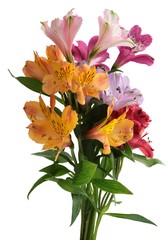 pretty flower of alstroemeria