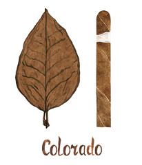 Cigar Colorado  wrapper leaf color type, isolated hand painted watercolor illustration with handwritten inscription