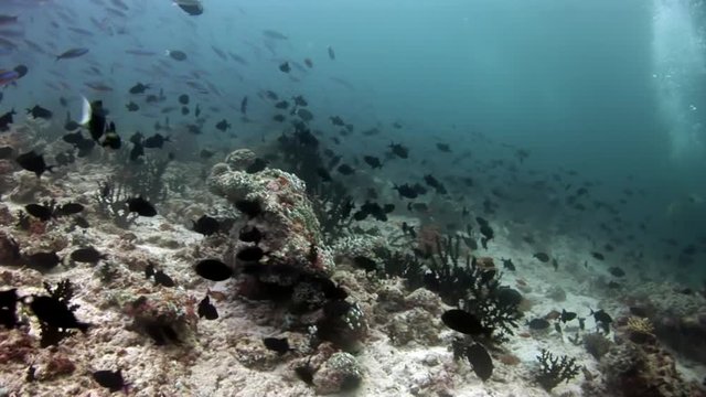 School of fish underwater on seabed in Maldives. Unique amazing video footage. Abyssal relax diving. Natural aquarium of sea and ocean. Beautiful animals.