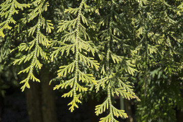 Calocedrus decurrens