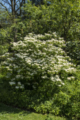 Obraz premium Viburnum carlesii
