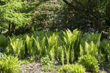 Matteuccia struthiopteris