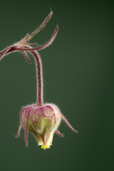 Geum triflorum