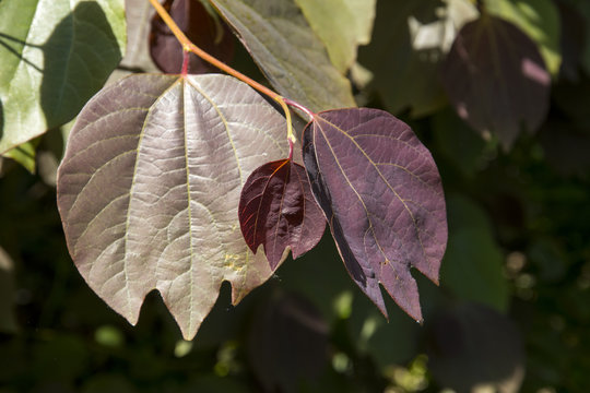 Lindera Obtusiloba