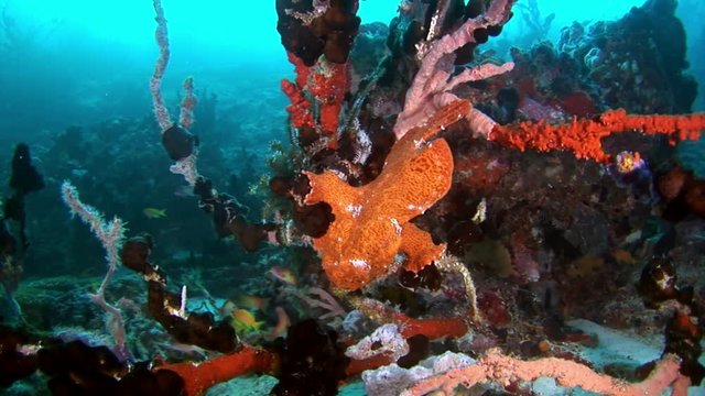 Fish angler underwater on background of reflection sun seabed in Maldives. Unique amazing video footage. Abyssal relax diving. Natural aquarium of sea and ocean. Beautiful animals.