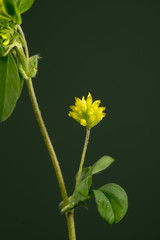 Trifolium dubium - Kleine klaver