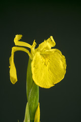 Iris pseudacorus