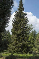 Fototapeta na wymiar Picea omorika - Servische spar