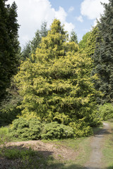 Chamaecyparis pisifera 'Gold Spangle'
