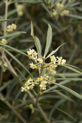 Olea europaea