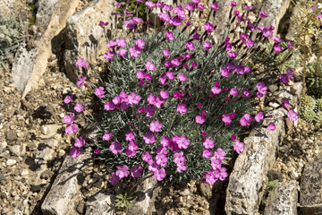 Dianthus grationapolitanus 'Pummelchen'