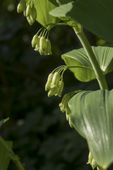 Polygonatum pubescens