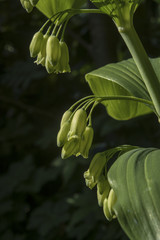 Polygonatum pubescens