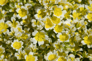 Limnanthes douglasii