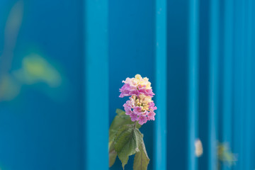 Blossom Cyprus Plant