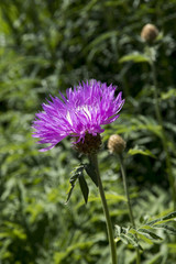 Centaurea karabaghensis