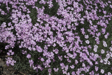 Dianthus plumarius 'Duchess of Fife'