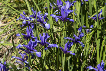 Iris sintenisii subsp. sintenisii