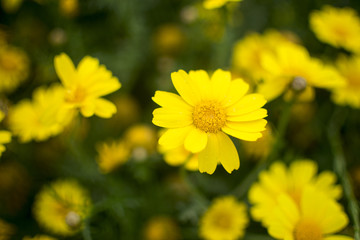 Blossom Cyprus Plant