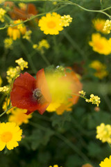 Fototapeta premium Blossom Cyprus Plant