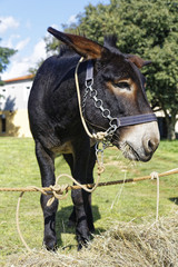 Donkey on pasture