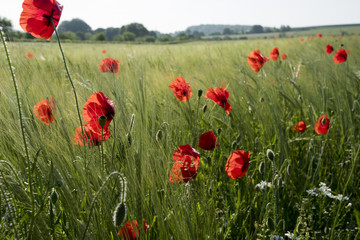 Papaver rhoeas