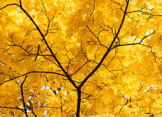 yellow autumn maple leaves as background
