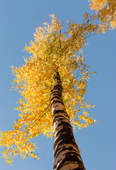 Fototapeta premium birch on the sky background