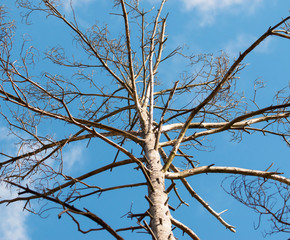 tree branches against the sky