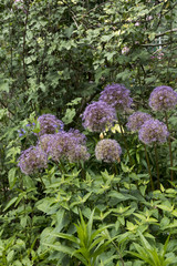 Allium 'Globemaster'