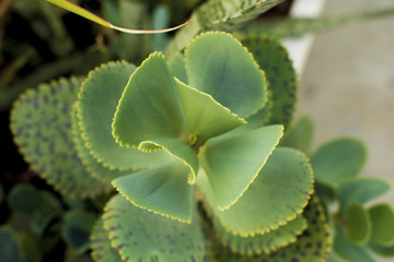 Blossom Cyprus Plant