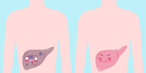 cute cartoon liver