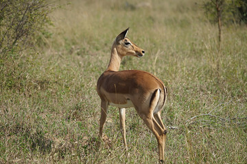 Impala Kruger National Park