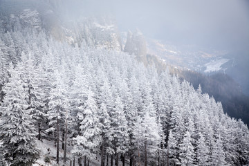 winter landscape with snowy fir trees in the mountains
