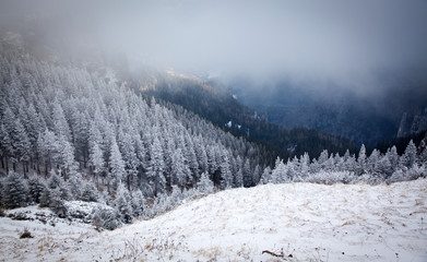 winter landscape with snowy fir trees in the mountains