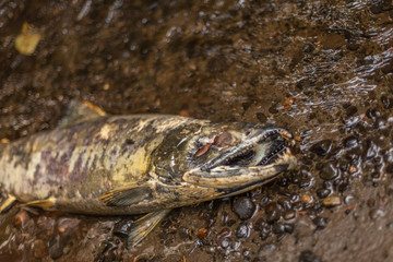 dead salmon after spawining in stream