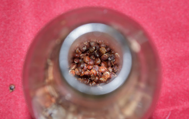 Fungus mushrooms in glass bottle.