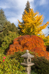 Fototapeta premium yellow gingko tree and Japanese maple in fall