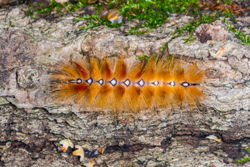 Fluffy yellow-red caterpillar Acronicta aceris