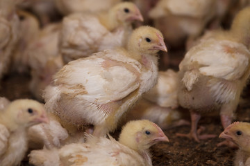 little chicks on a chicken farm