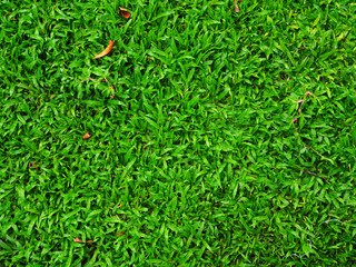 Fresh green dense carpet grass (Axonopus) field background, with small dry brown fallen leaves