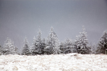 winter landscape with snowy fir trees in the mountains