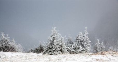 winter landscape with snowy fir trees in the mountains