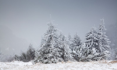 Fototapeta premium winter landscape with snowy fir trees in the mountains