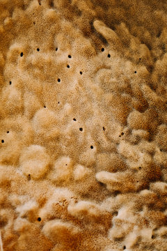 A closeup background of natural sea sponge