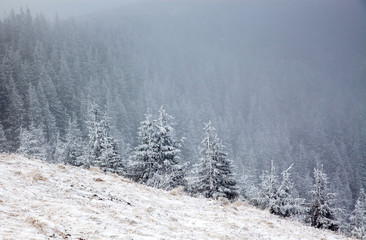 winter landscape with snowy fir trees in the mountains